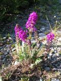 Oxytropis ambigua