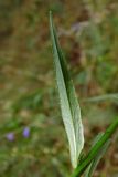 Campanula lambertiana