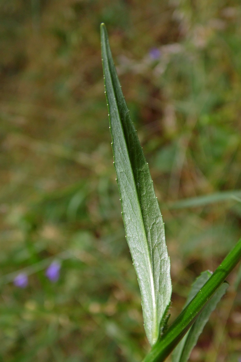 Image of Campanula lambertiana specimen.