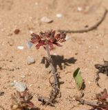 Plantago sarcophylla