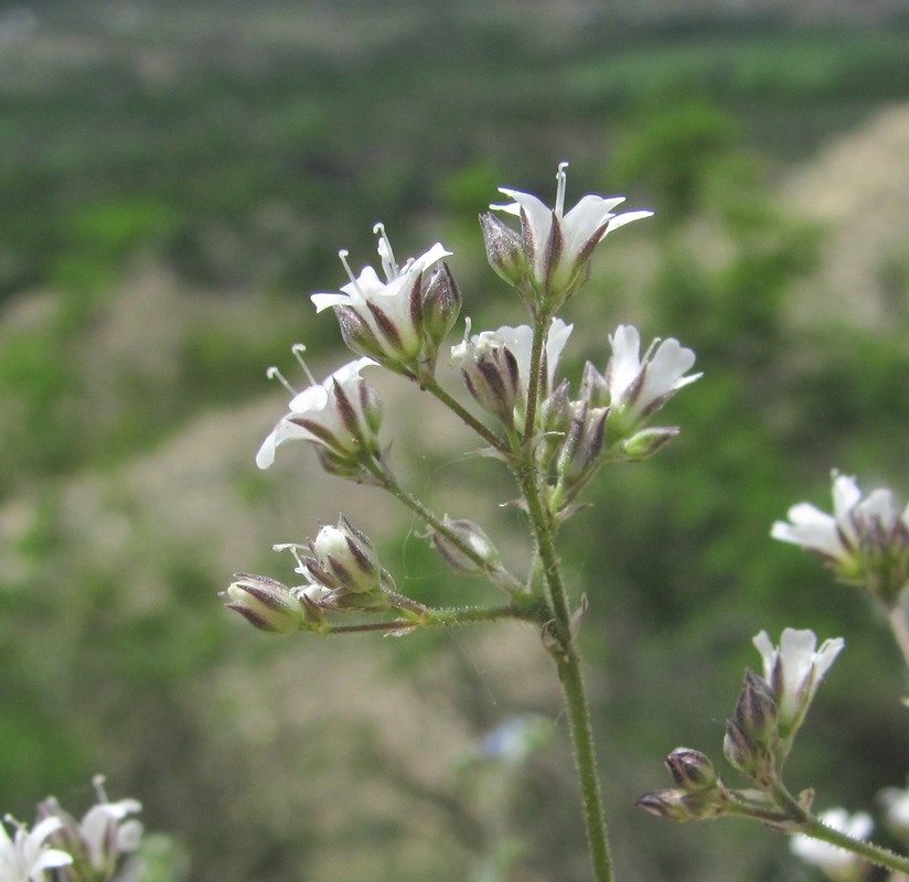 Изображение особи Gypsophila acutifolia.