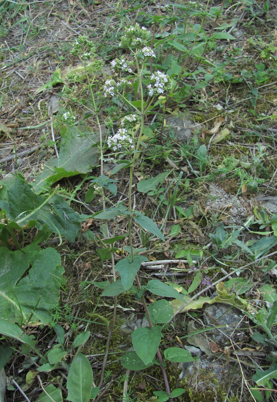 Изображение особи Origanum vulgare.