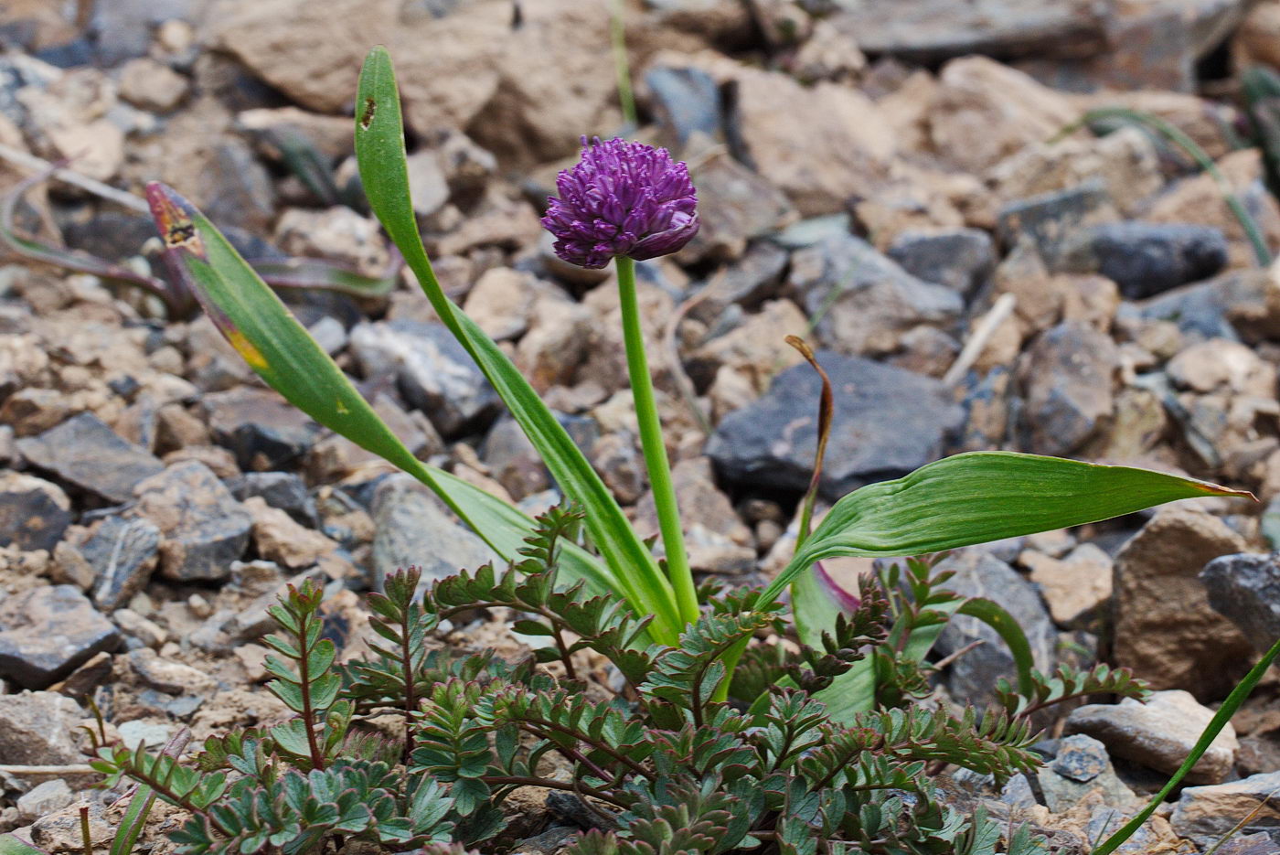 Изображение особи Allium platyspathum.