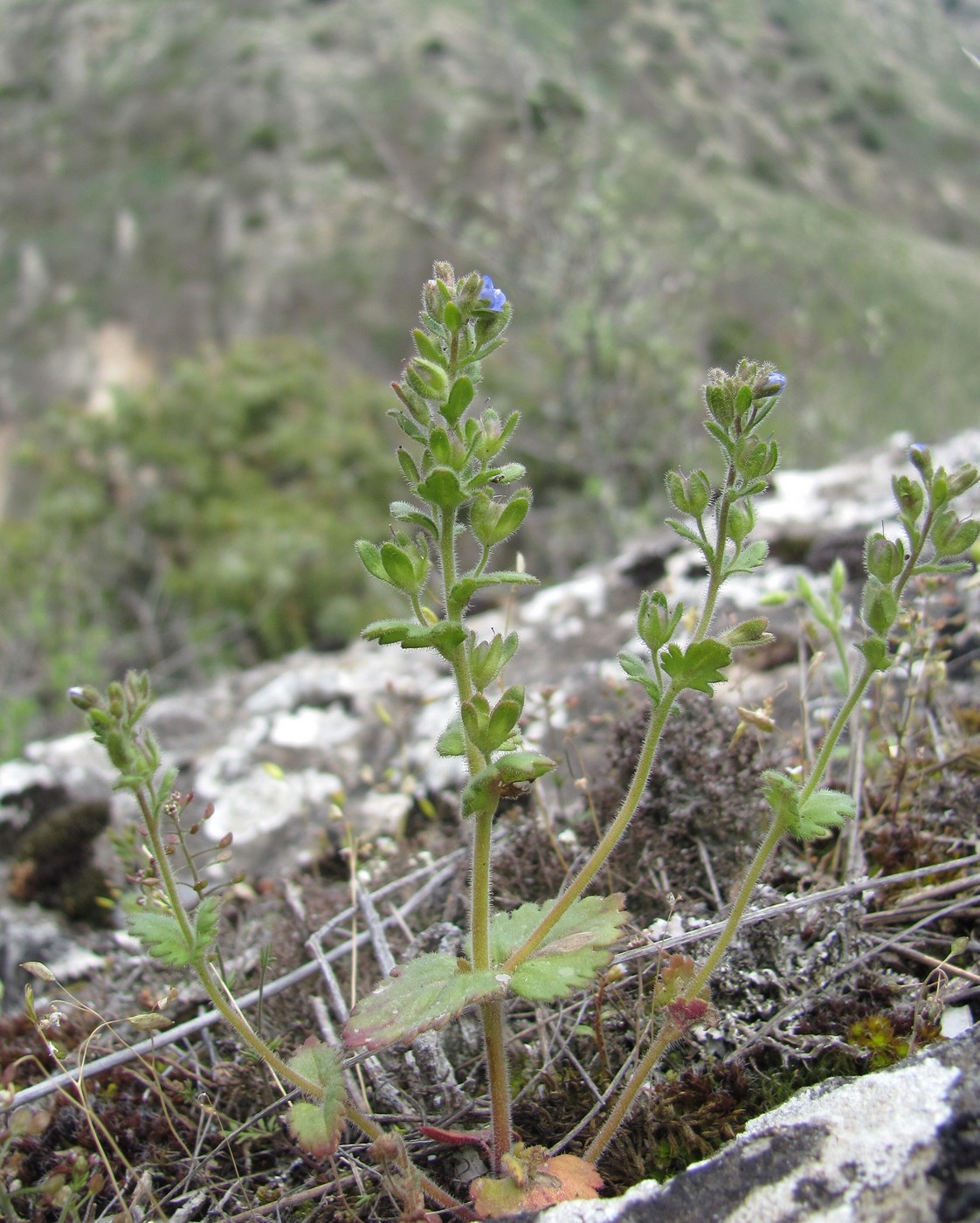 Image of Veronica praecox specimen.