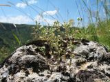 Arenaria serpyllifolia