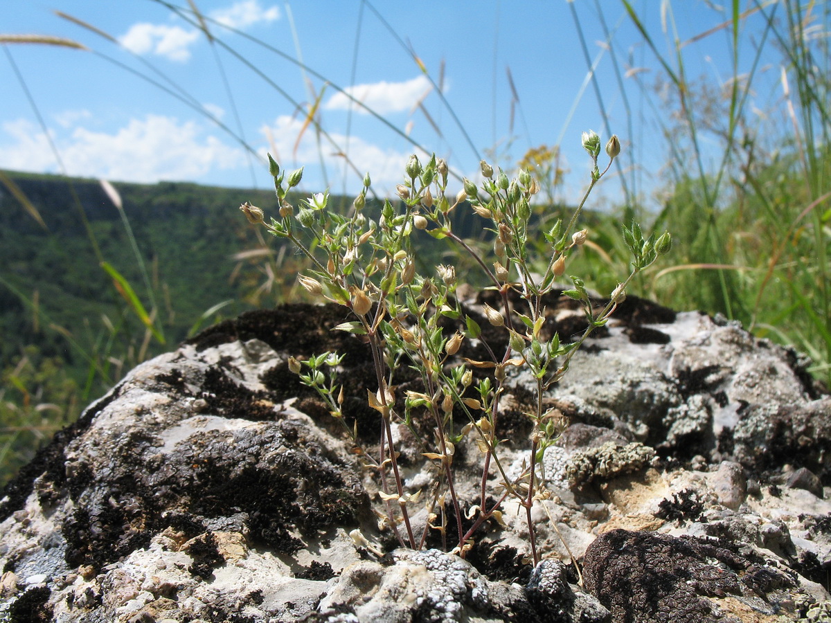 Изображение особи Arenaria serpyllifolia.