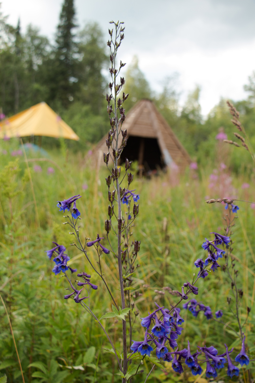 Image of Delphinium elatum specimen.