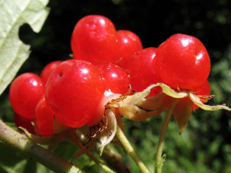 Изображение особи Rubus saxatilis.