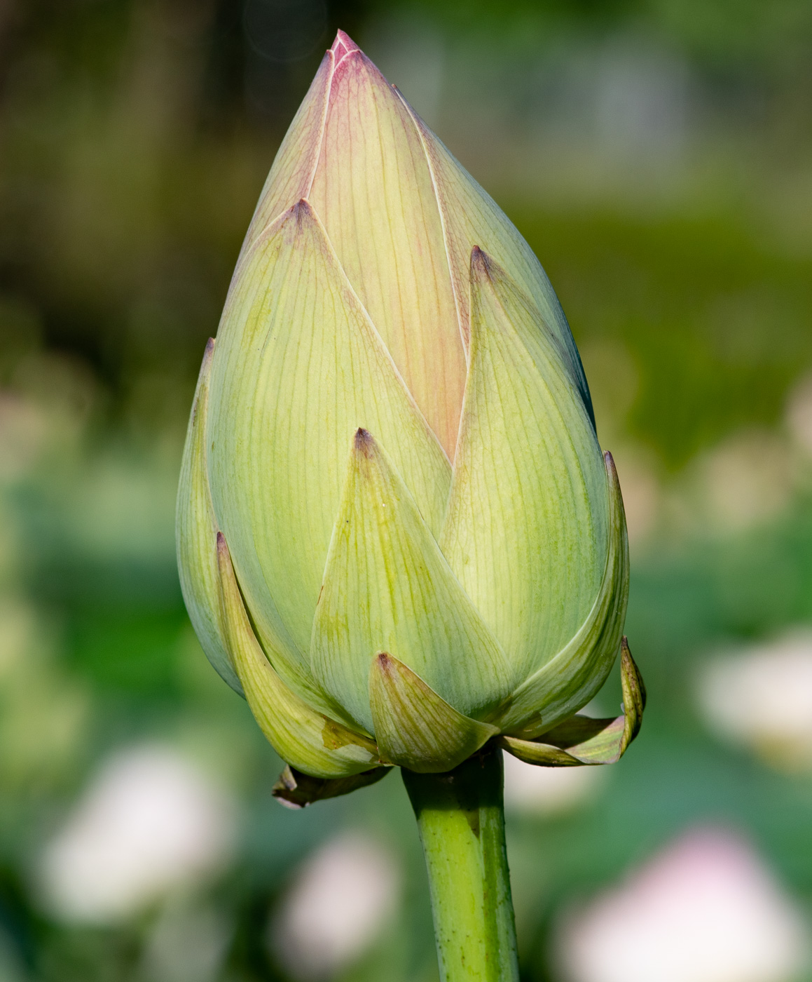 Изображение особи Nelumbo nucifera.