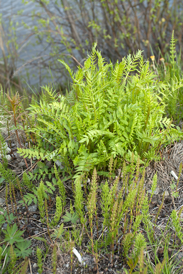 Image of Polemonium caeruleum specimen.