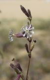 Silene niceensis. Цветок. Испания, автономное сообщество Каталония, провинция Жирона, комарка Баш Эмпорда, муниципалитет Паламос, пляж. 20.09.2019.