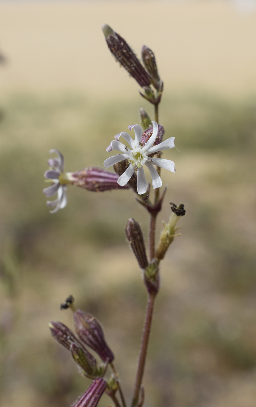 Изображение особи Silene niceensis.