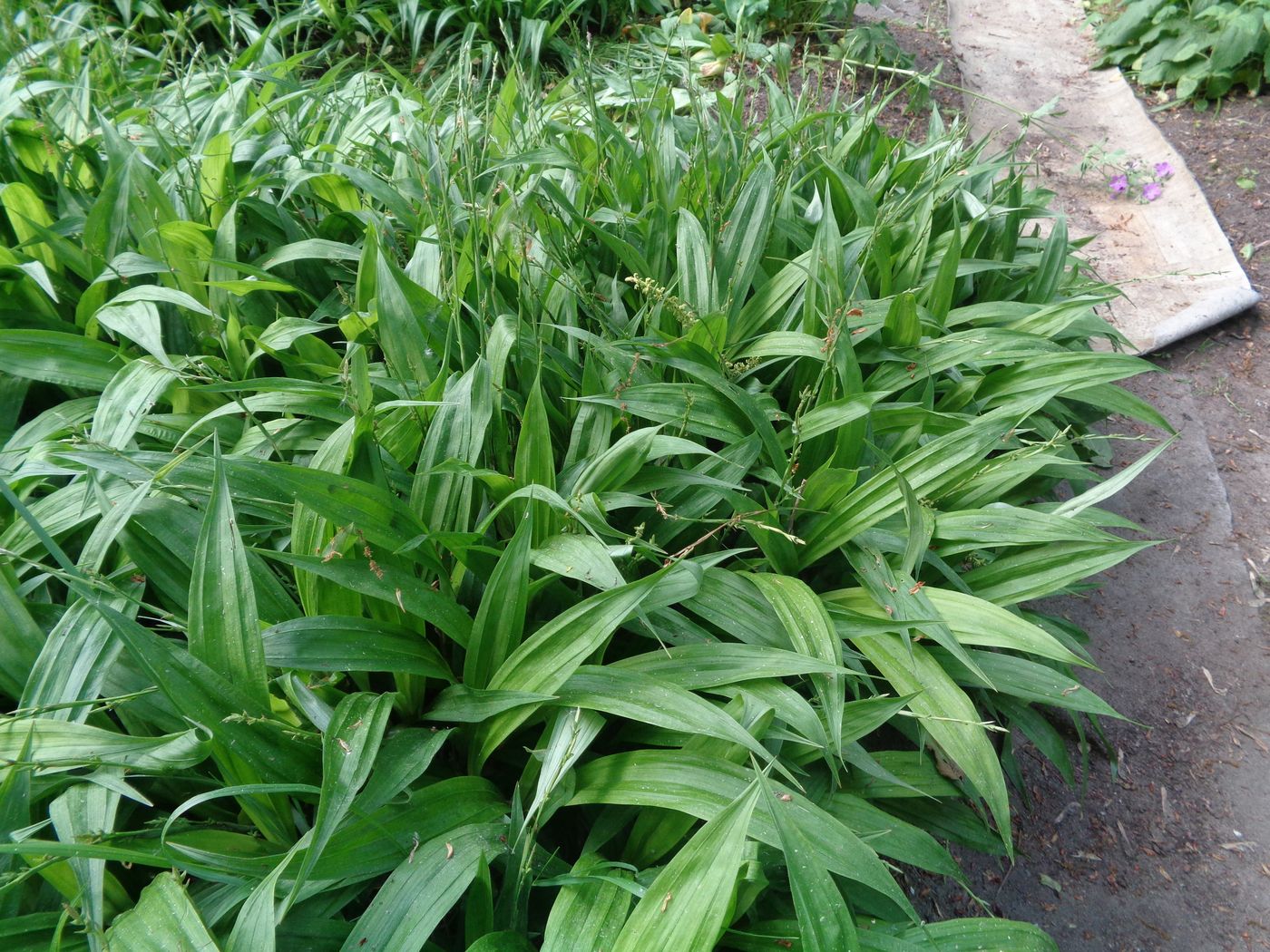 Image of Carex siderosticta specimen.