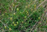 genus Astragalus. Цветущие растения. Сербия, горный массив Златибор, окр. дер. Кремна, луг. 12.07.2019.