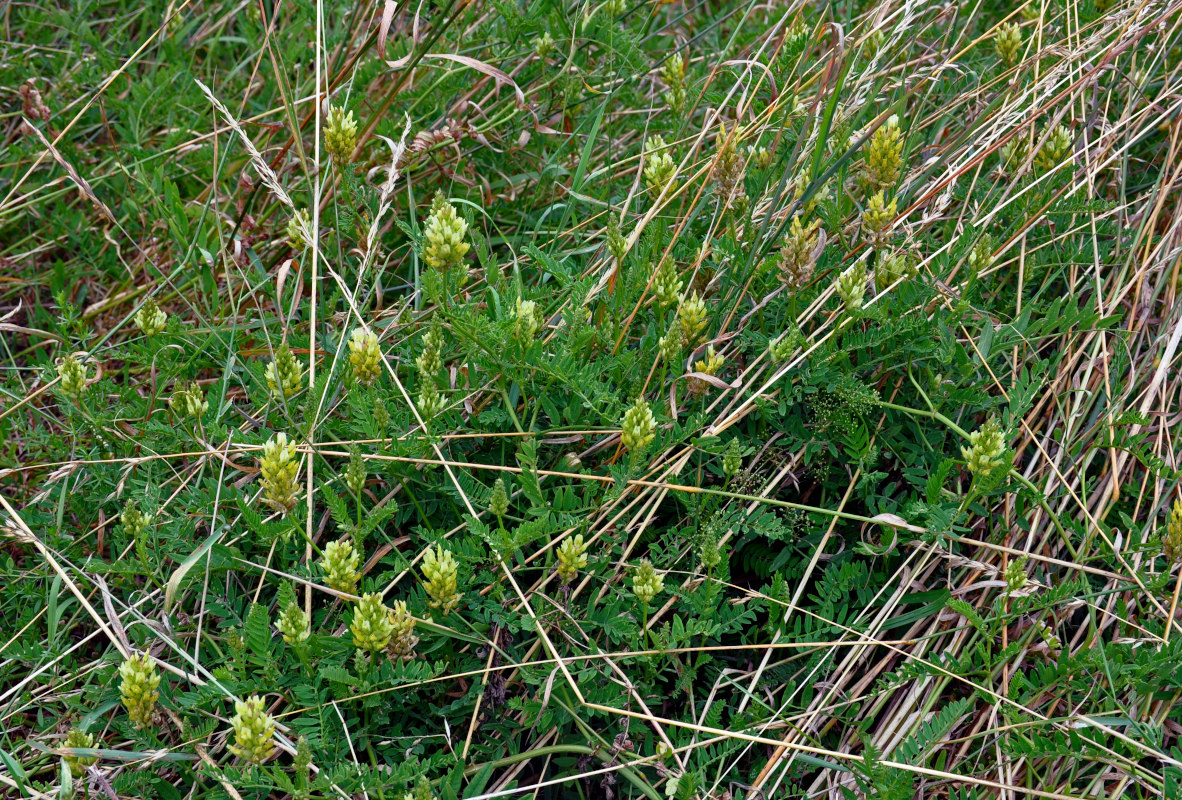 Изображение особи род Astragalus.