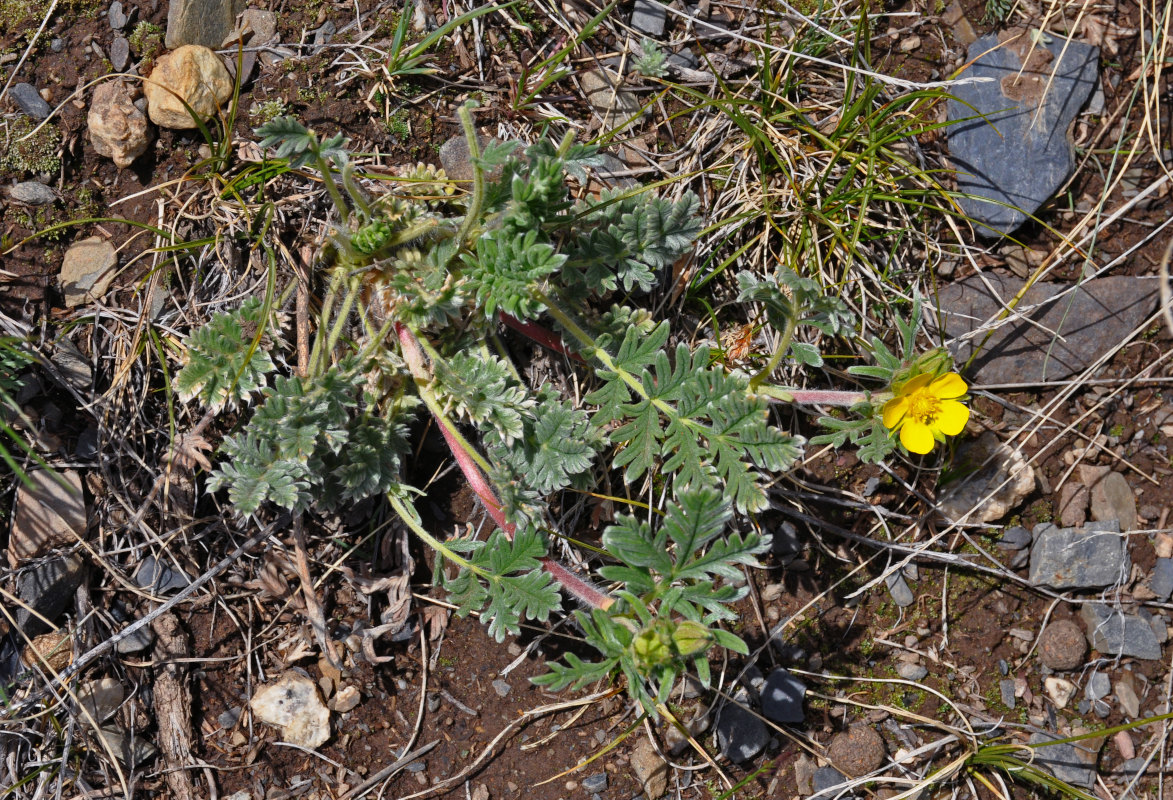 Изображение особи Potentilla lydiae.