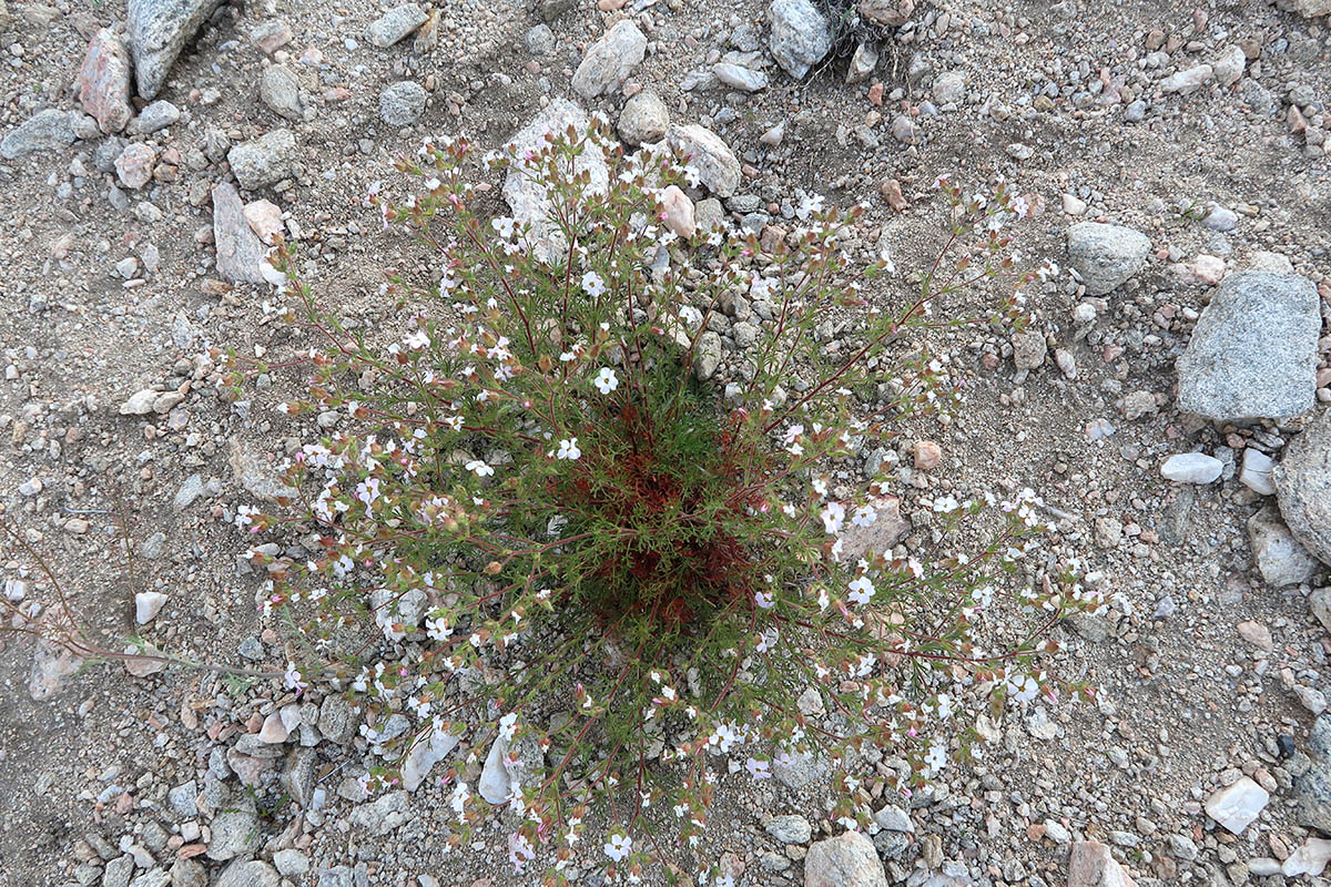 Image of Chamaerhodos grandiflora specimen.