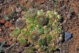 Orostachys spinosa. Вегетирующие растения. Алтай, Онгудайский р-н, устье р. Большой Яломан, каменистый сухой склон. 11.06.2019.