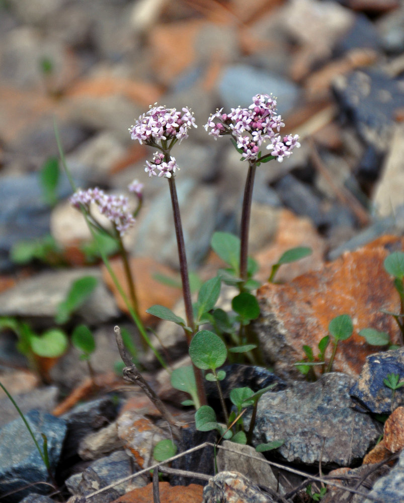 Изображение особи Valeriana martjanovii.