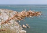 Poa bulbosa subspecies vivipara. Соплодие. Крым, Керченский п-ов, мыс Казантип, в расщелине прибрежной скалы. 26.05.2018.