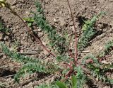 Oxytropis macrocarpa. Прикорневые листья. Кыргызстан, Чуйская обл., Аламудунский р-н, Аламединское ущелье, окр. Теплого Ключа, правобережный склон. 29.05.2019.