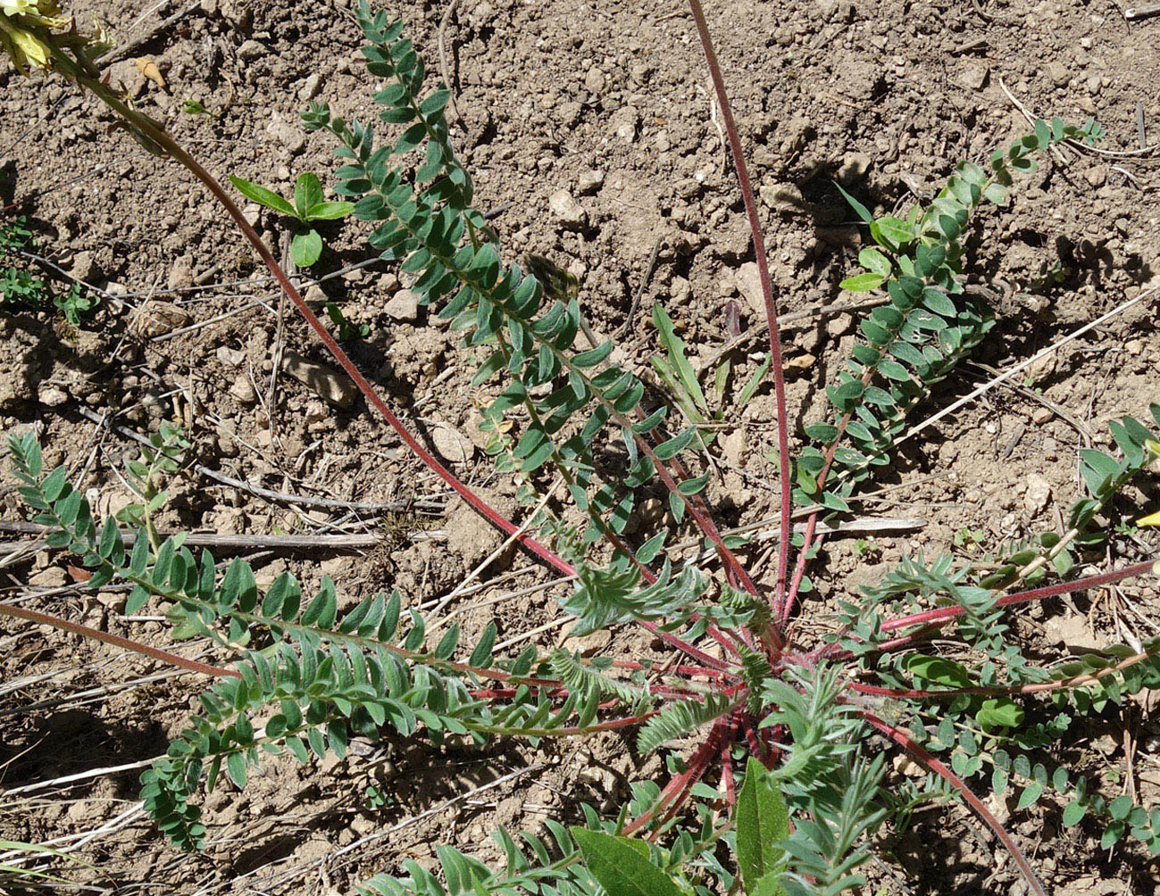 Изображение особи Oxytropis macrocarpa.