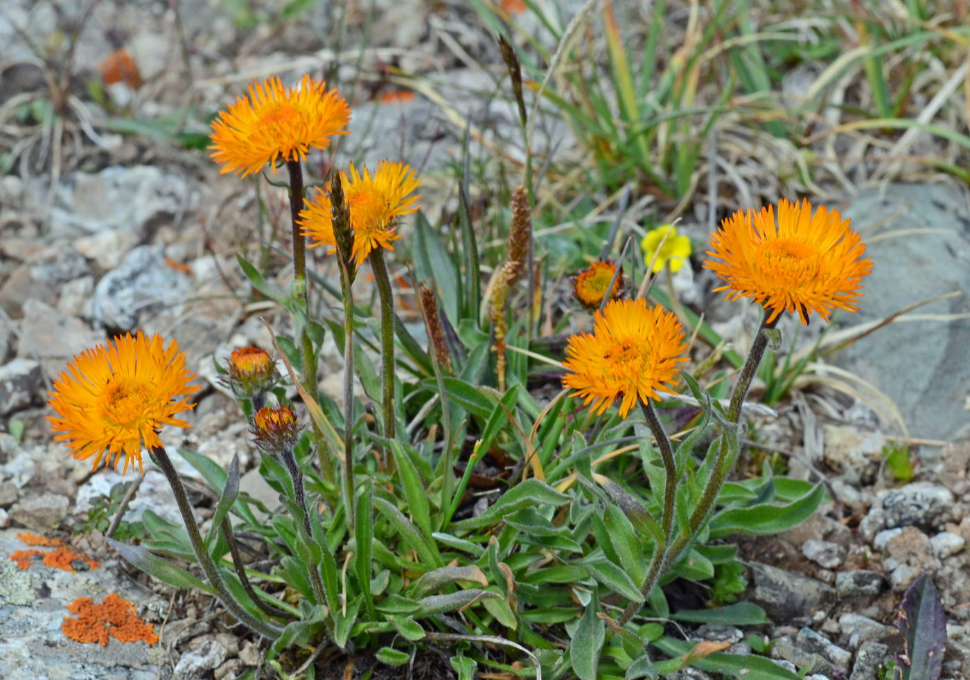 Image of Erigeron aurantiacus specimen.