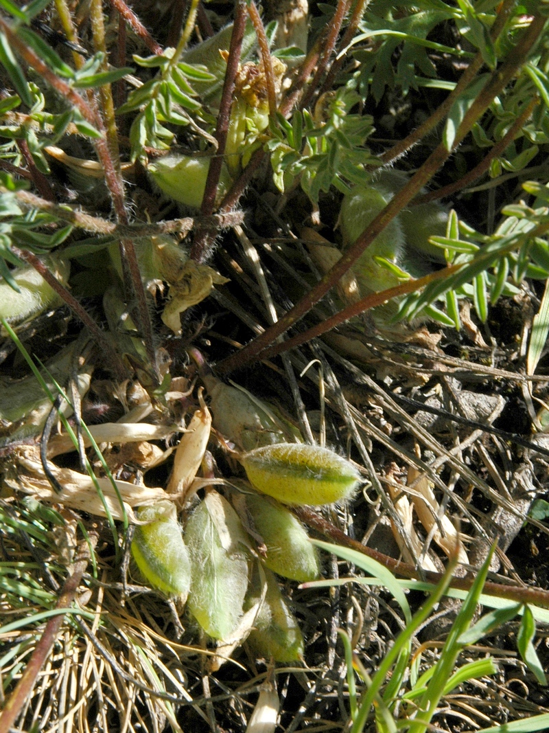 Изображение особи Astragalus alatavicus.