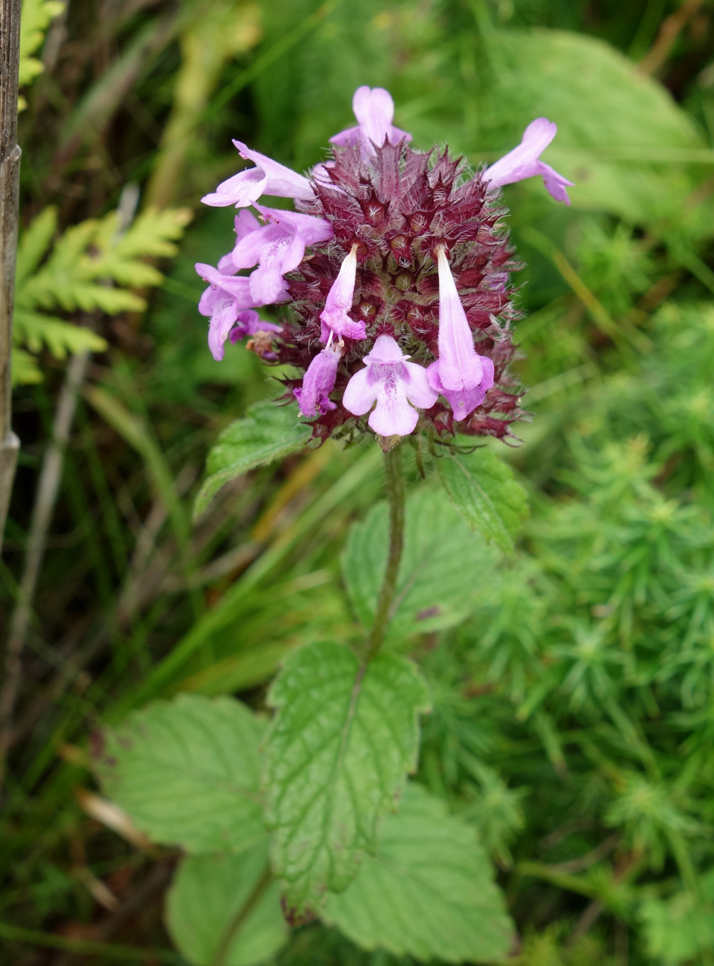 Image of Clinopodium chinense specimen.