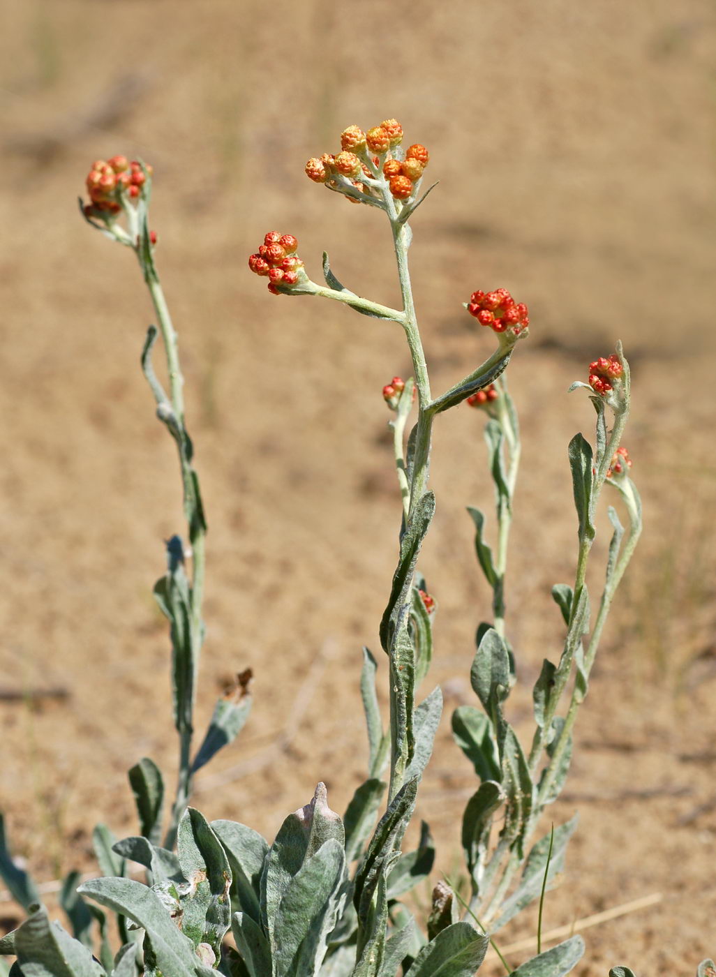 Image of Helichrysum arenarium specimen.