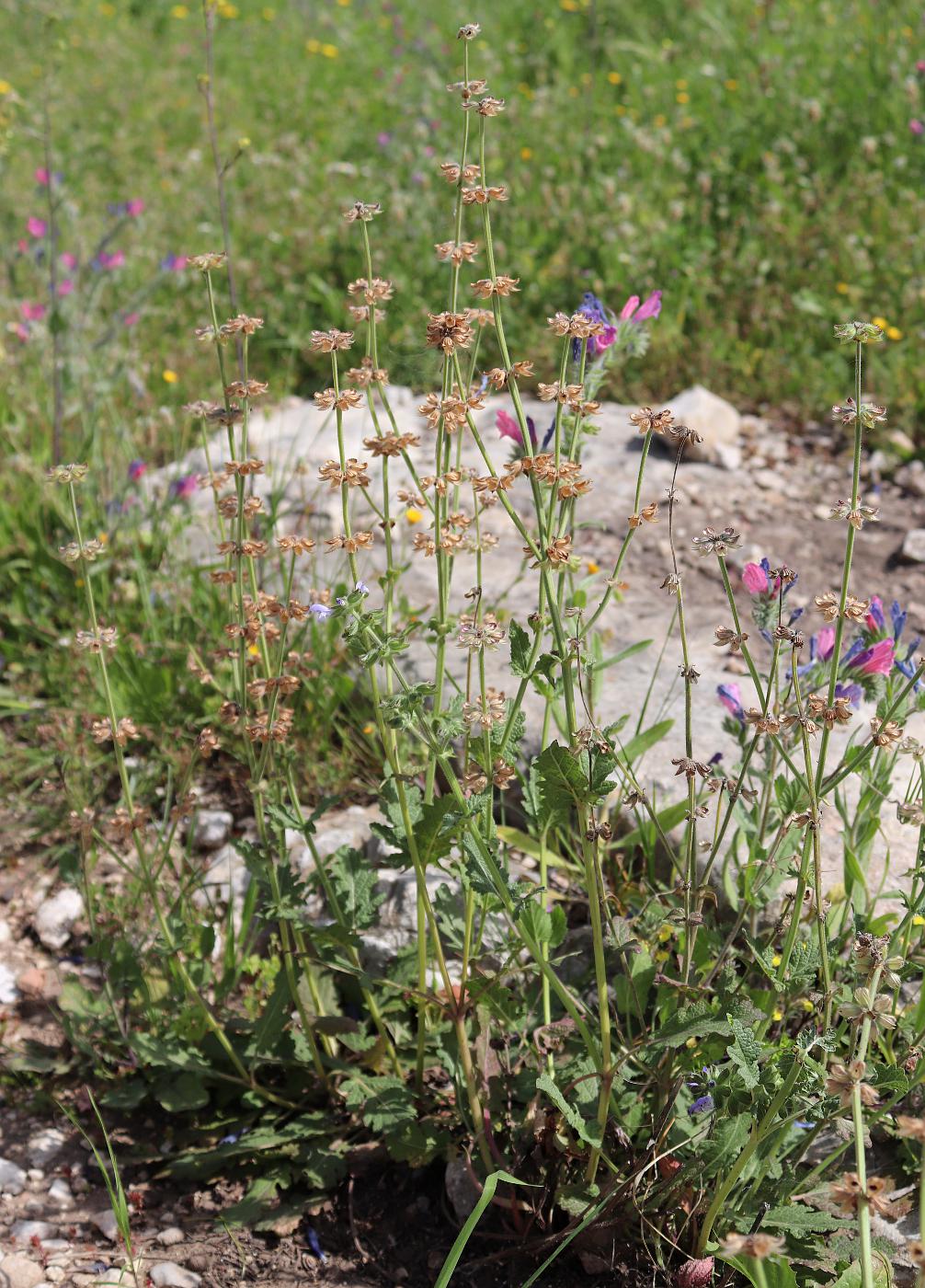 Изображение особи Salvia verbenaca.