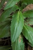 Lepidium campestre