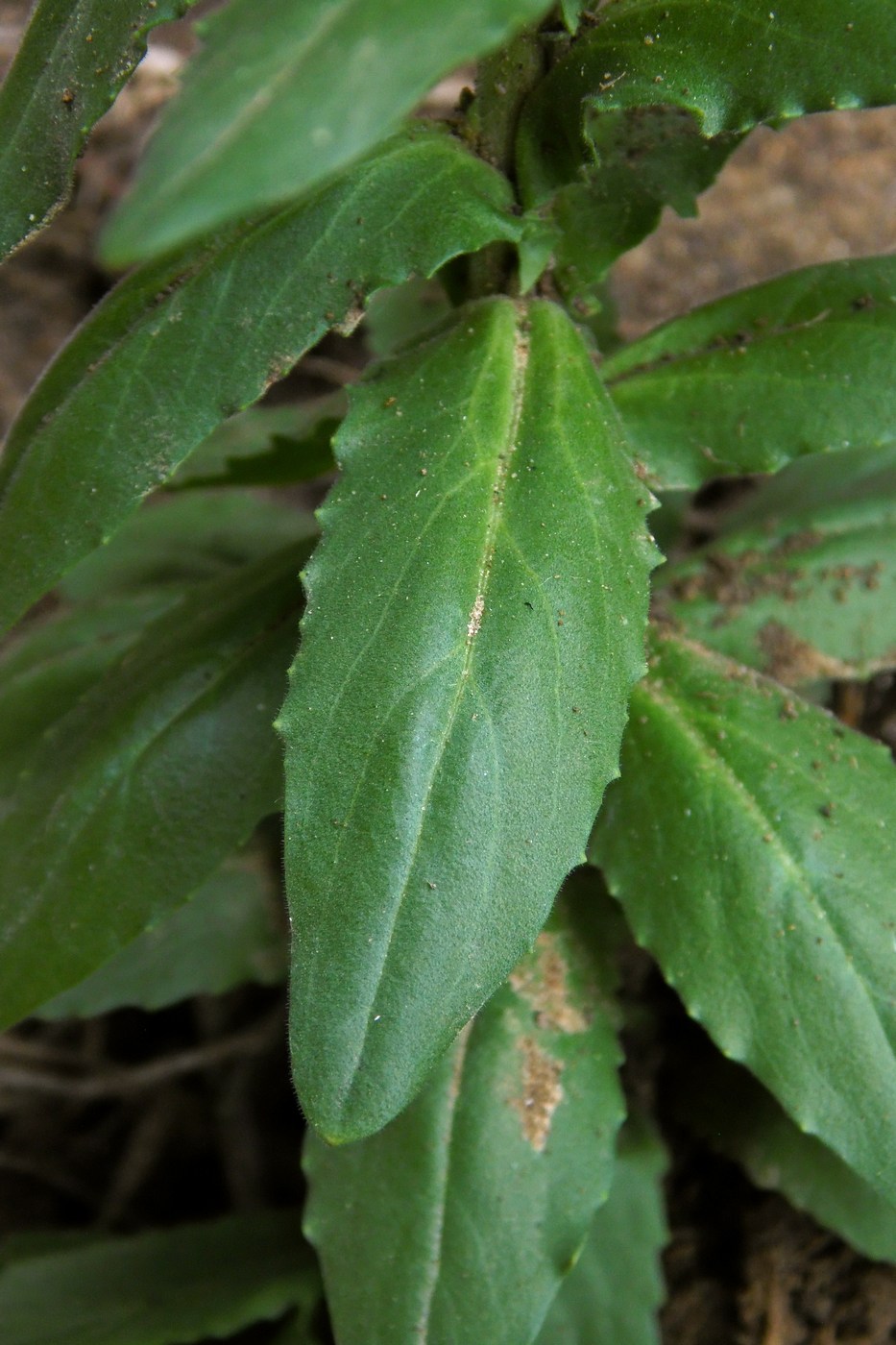 Изображение особи Lepidium campestre.