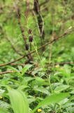 Fritillaria ussuriensis