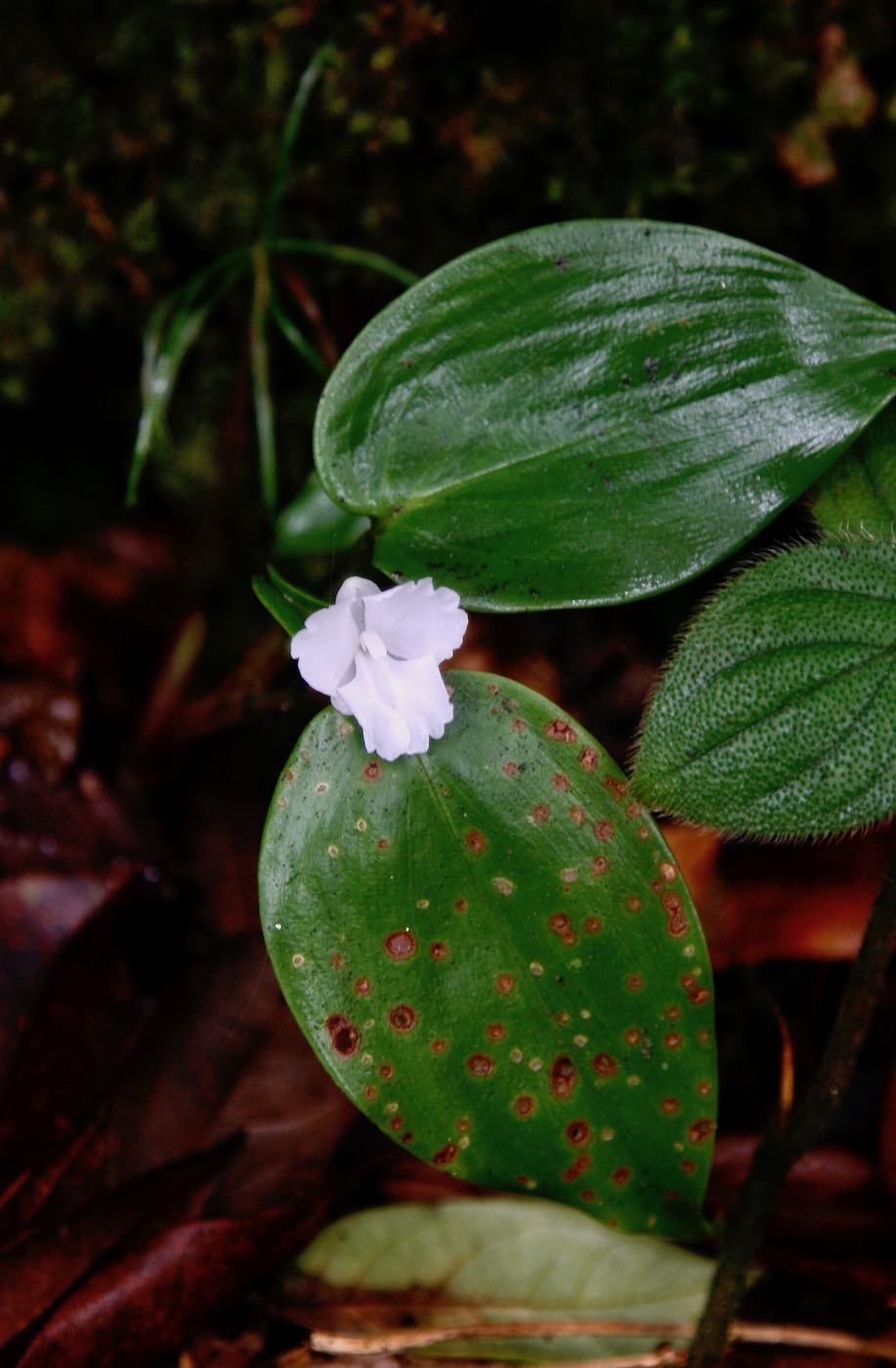 Image of Camptandra ovata specimen.