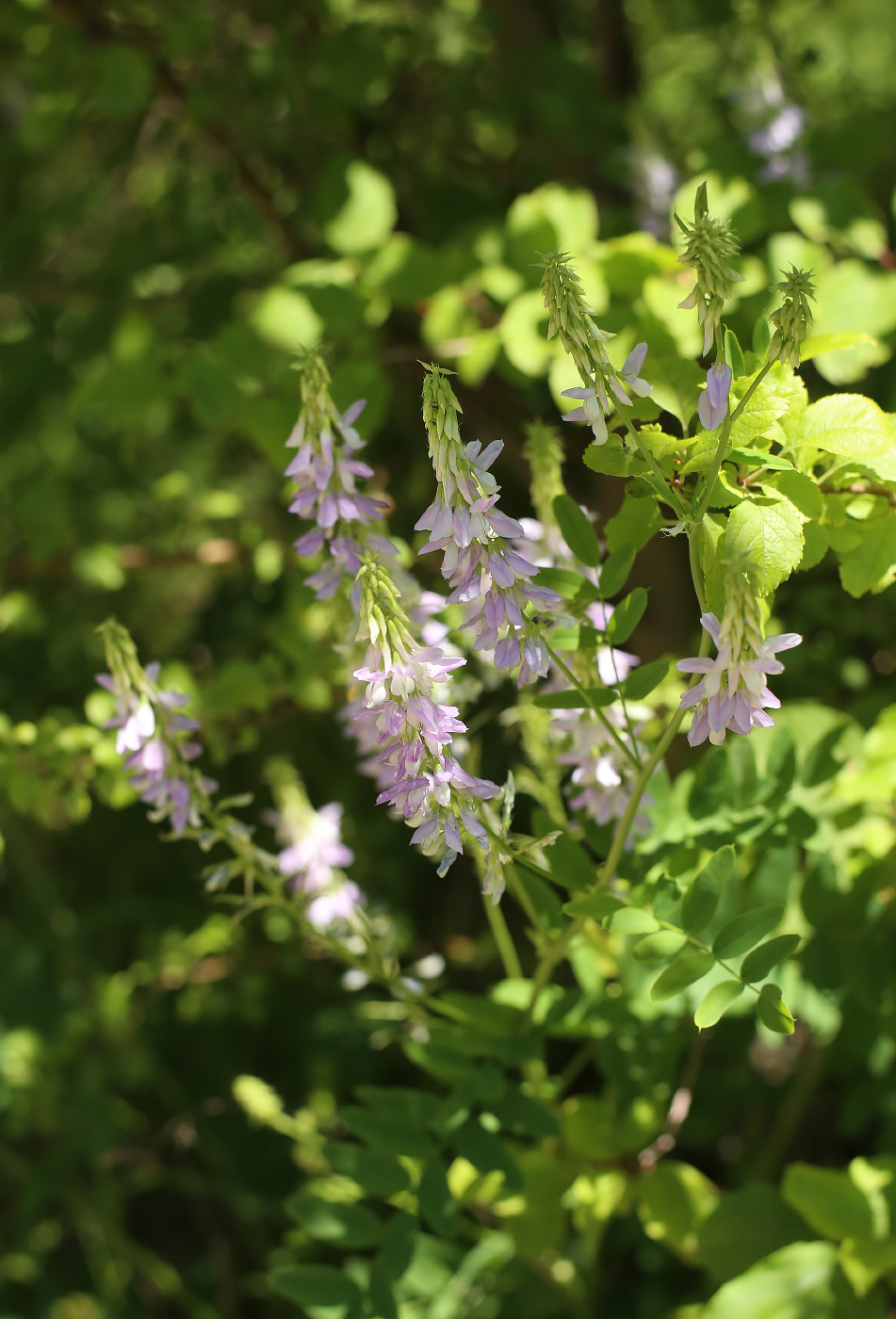 Изображение особи Galega officinalis.