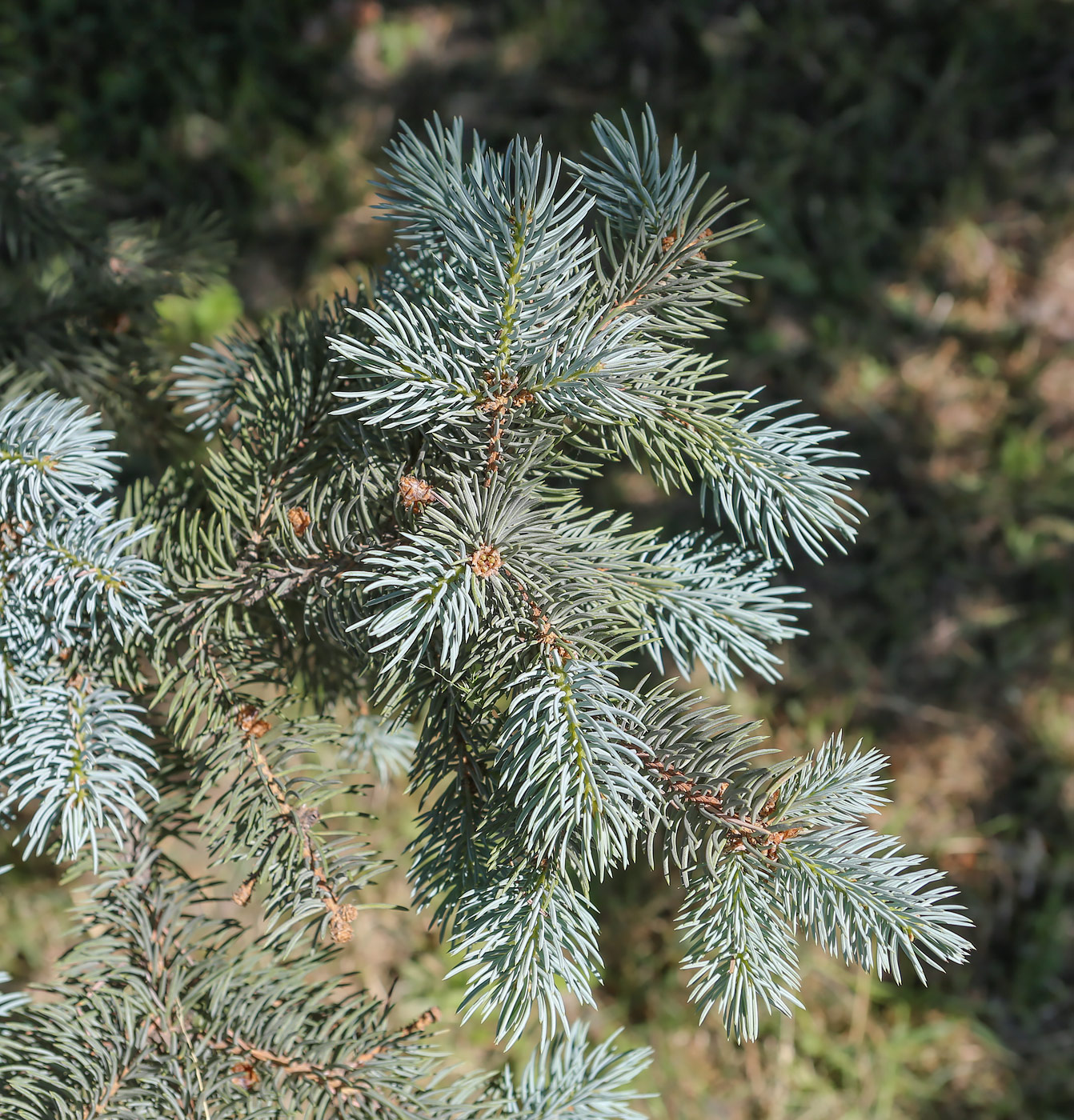 Image of Picea pungens f. glauca specimen.