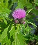 Cirsium helenioides