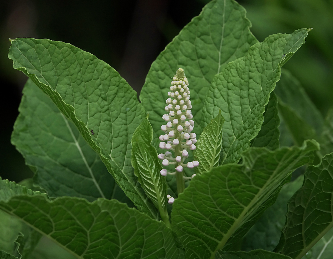 Image of Phytolacca acinosa specimen.