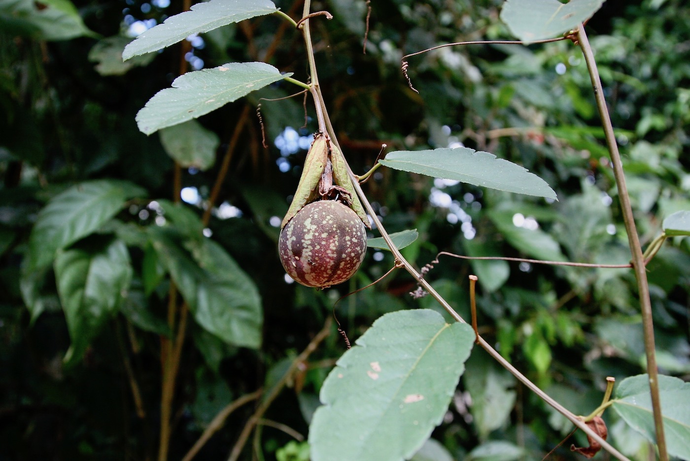 Изображение особи Passiflora miniata.