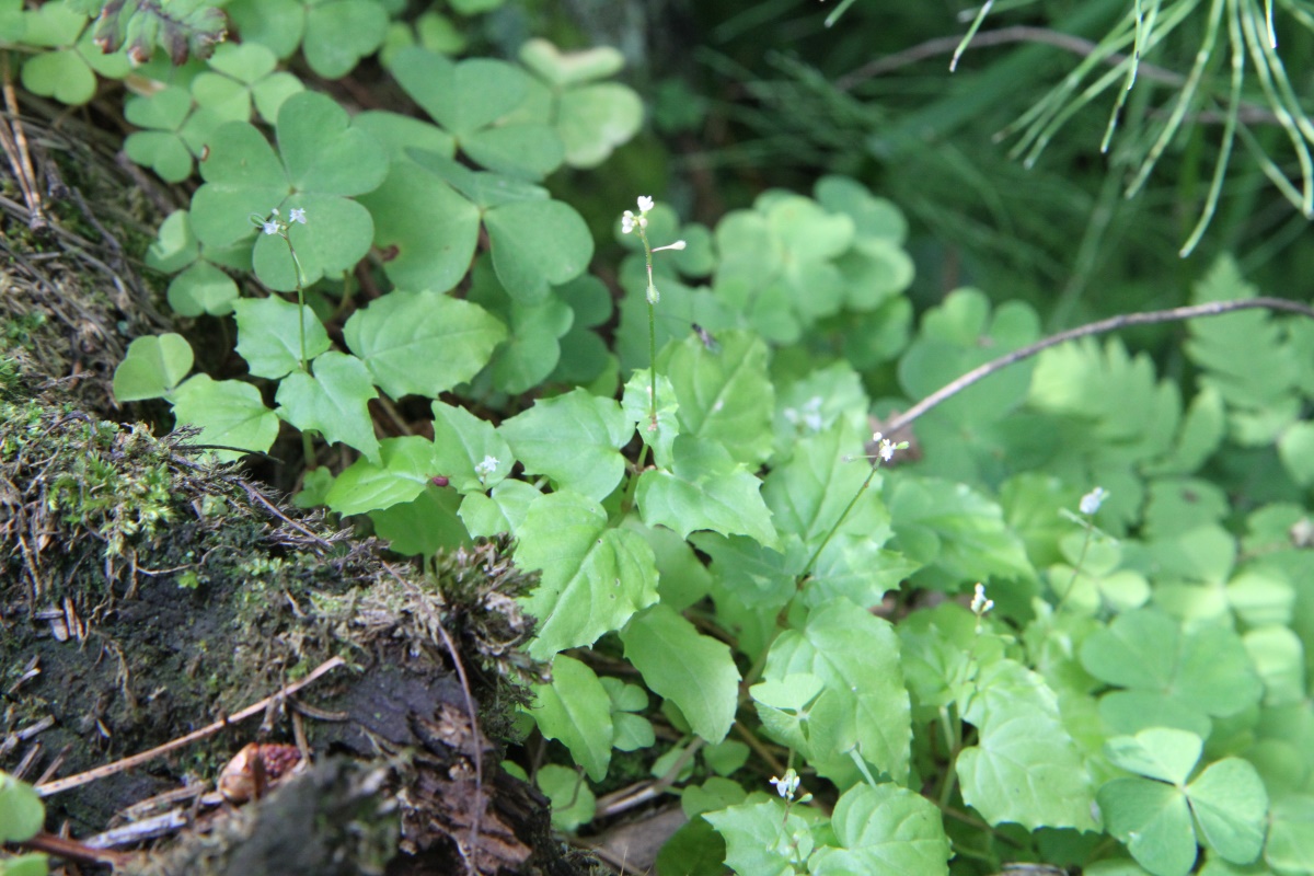 Изображение особи Circaea alpina.