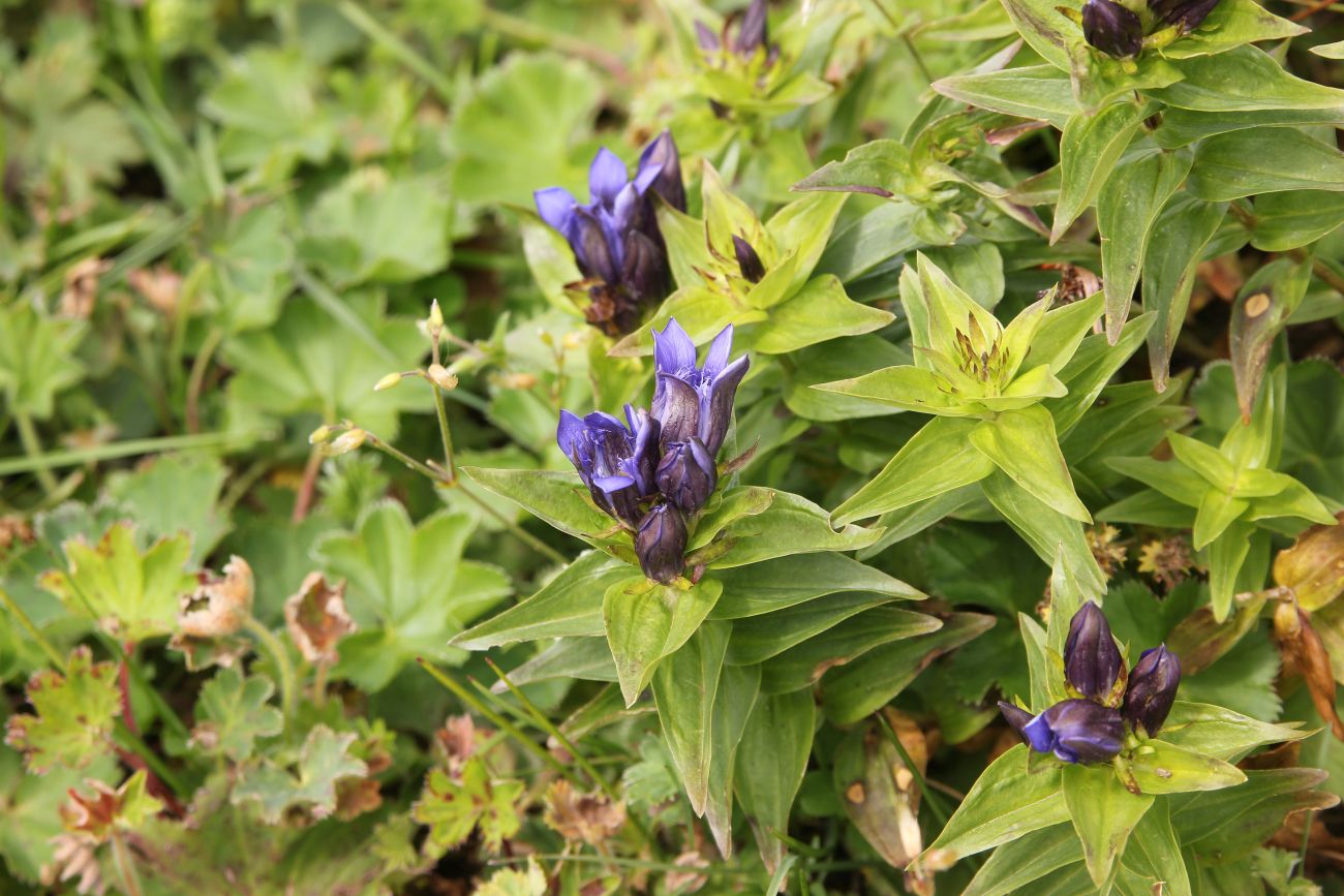 Image of Gentiana fischeri specimen.