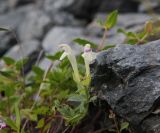 Scutellaria oreades. Верхушка побега с цветками. Республика Алтай, Усть-Коксинский р-н, окр. Среднего Мультинского озера, курумник на правом борту долины чуть выше озера, высота 1800 м н. у. м. 28 июля 2020 г.