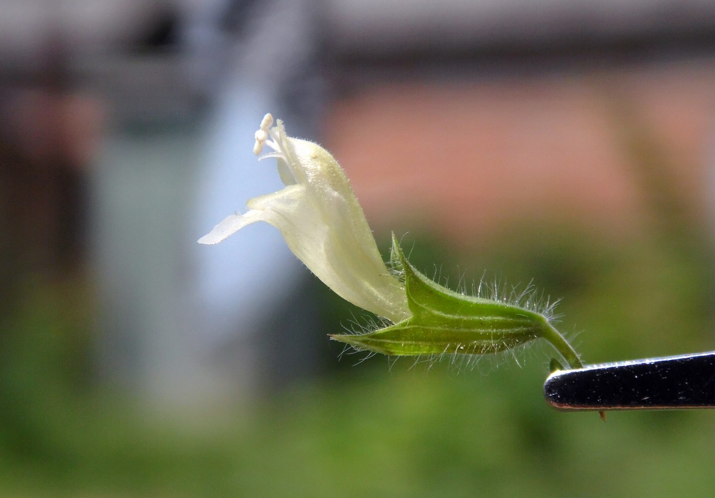 Image of Melissa officinalis specimen.