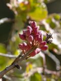 Pistacia vera
