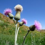 Cirsium incanum. Верхушки побегов с соцветиями-корзинками на разных стадиях развития. Казахстан, Туркестанская (Южно-Казахстанская) обл., Сырдарья-Туркестанский государственный региональный природный парк, Боралдайский филиал, дол. рч. Шымбулак (лев. прит. р. Боралдай), ≈ 1350 м н.у.м., мезофильное разнотравье вдоль русла. 07.07.2019.