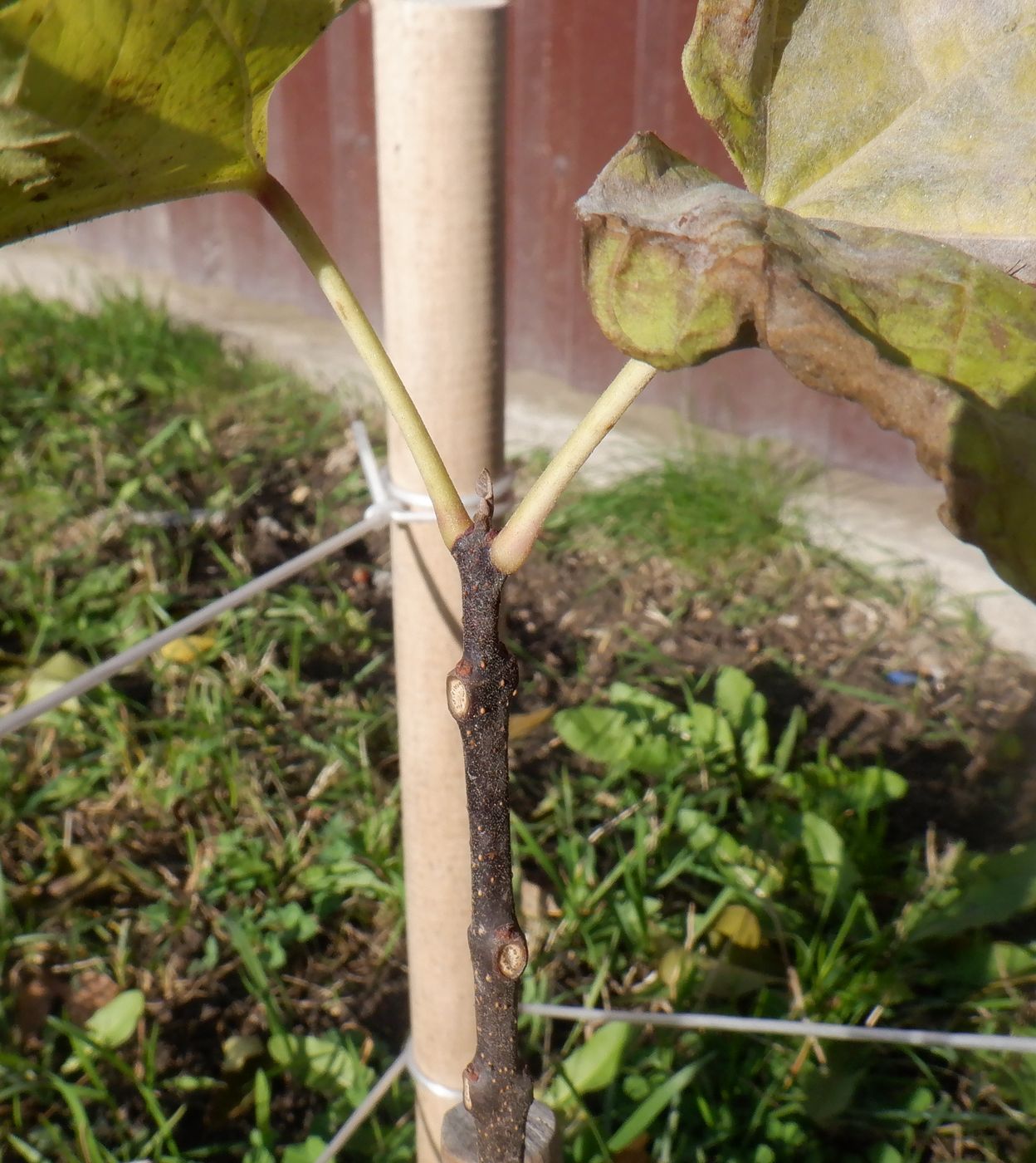 Image of Catalpa bignonioides specimen.