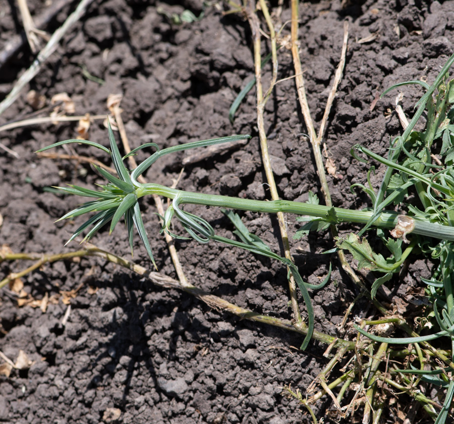 Image of Exoacantha heterophylla specimen.