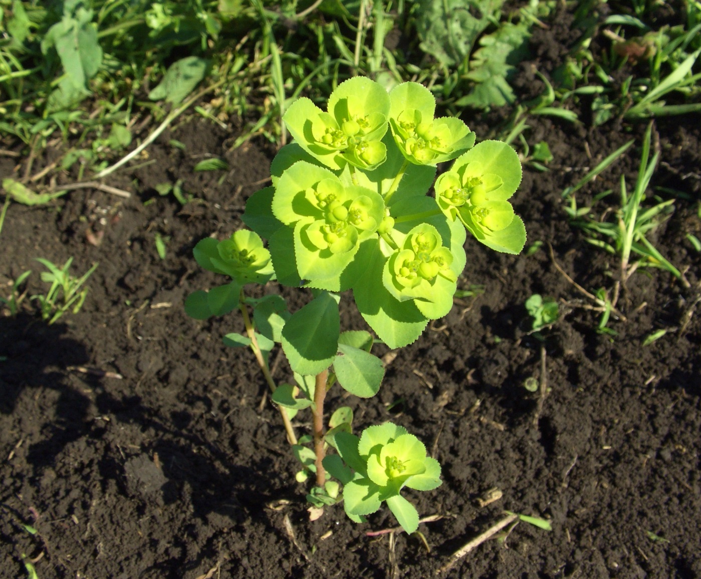 Изображение особи Euphorbia helioscopia.