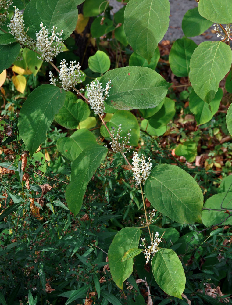 Image of Reynoutria &times; bohemica specimen.